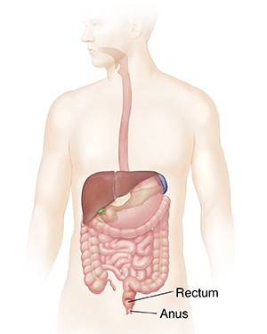 Outline of man showing gastrointestinal tract.
