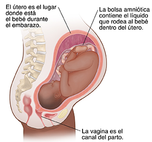 Vista lateral del cuerpo de una mujer con 9 meses de embarazo.